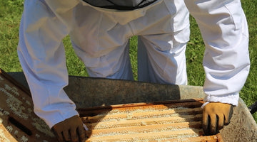 Medical Magic: The Buzz Around Honey - Beeble Co