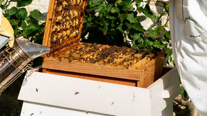 Beeble beekeeper inspecting a Wiltshire hive frame for surplus honey