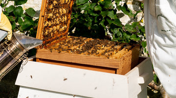 Beeble beekeeper inspecting a Wiltshire hive frame for surplus honey