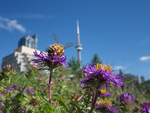 How to Create a Bee-Friendly Garden