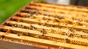 How do bees make honey?