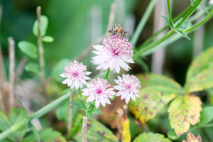 A bee is collecting honey from a flower