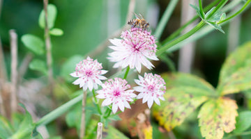 A bee is collecting honey from a flower