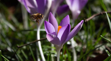When do bees come out in the UK?
