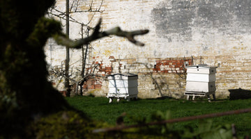 Where do bees go in winter?