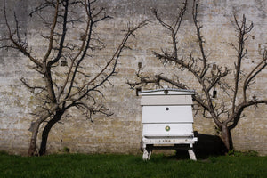 Meet Pete: Our humble beekeeper