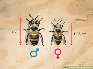 What is the difference between male and female bees?