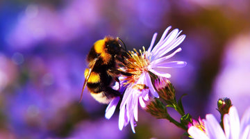 Are bees endangered?