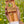 Load image into Gallery viewer, Bee Revival Kit
