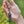 Load image into Gallery viewer, Bee Revival Kit
