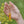 Load image into Gallery viewer, Bee Revival Kit
