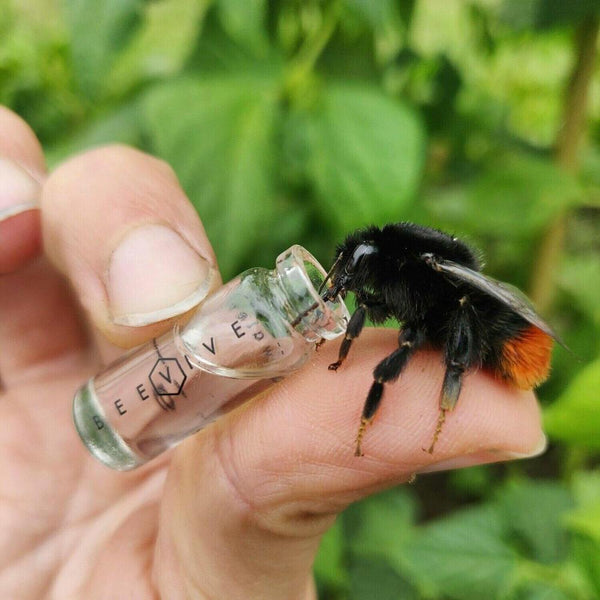 Beevive bee revival kit black